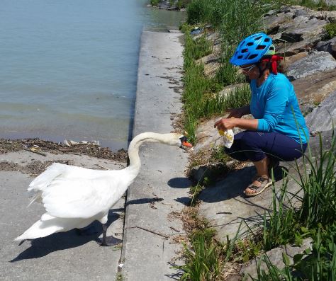 sananda_4_swan_w.jpg