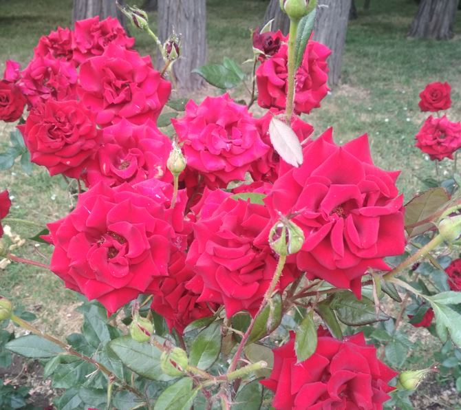 IgorRotari_roses_w1.JPG